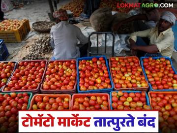 'त्या' कारणाने कन्नडचे टोमॅटो मार्केट तात्पुरते बंद; वाचा पुन्हा कधी होणार सुरू - Marathi News | Kannada's tomato market temporarily closed due to 'that' reason; Read when it will reopen | Latest News at Lokmat.com 'त्या' कारणाने कन्नडचे टोमॅटो मार्केट तात्पुरते बंद; वाचा पुन्हा कधी होणार सुरू - Marathi News | Kannada's tomato market temporarily closed due to 'that' reason; Read when it will reopen | Latest News at Lokmat.com