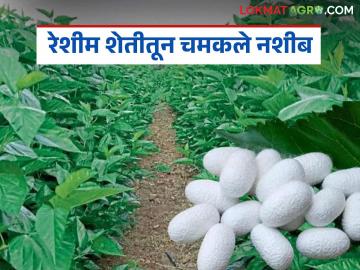 रेशीम शेती प्रयोगातून चमकले नशीब; संजय नाईकवाडे यांनी निर्माण केला शेतकऱ्यांपूढे आदर्श - Marathi News | Good fortune shined through the sericulture experiment; Sanjay Naikwade created an ideal for farmers | Latest News at Lokmat.com