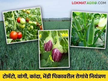 Vegetable Crop Management : भाजीपाला पिकावरील विविध कीड व रोगांचे असे करा नियंत्रण - Marathi News | Vegetable Crop Management: Control of various pest diseases on tomato, brinjal, onion, okra; Crop management advice from agricultural experts | Latest News at Lokmat.com Vegetable Crop Management : भाजीपाला पिकावरील विविध कीड व रोगांचे असे करा नियंत्रण - Marathi News | Vegetable Crop Management: Control of various pest diseases on tomato, brinjal, onion, okra; Crop management advice from agricultural experts | Latest News at Lokmat.com