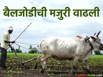 शेतशिवारातील खर्चात होणार वाढ; बैलजोडीची रोजंदारी वाढली - Marathi News | Farm expenses will increase; Daily wage of bullock cart increased | Latest News at Lokmat.com शेतशिवारातील खर्चात होणार वाढ; बैलजोडीची रोजंदारी वाढली - Marathi News | Farm expenses will increase; Daily wage of bullock cart increased | Latest News at Lokmat.com