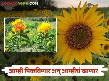 Oil Seed Production : खाद्यतेलांच्या किमतीत २५ टक्क्यांची वाढ झाल्याने शेतकऱ्यांनी घेतला निर्णय; वर्षभर खाणार घरचेच आरोग्यदायी तेल - Marathi News | Oil Seed Production: Due to the 25 percent increase in the price of edible oils, farmers took a decision; Healthy homemade oil to eat all year round | Latest News at Lokmat.com