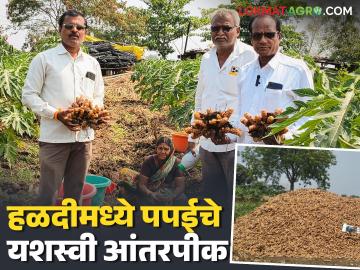 कौठ्यातील शेतकऱ्याचा यशस्वी प्रयोग; विषमुक्त शेतीतून हळद आणि पपईचे घेतले विक्रमी उत्पादन - Marathi News | Successful experiment by a farmer from Kauthya; Record production of turmeric and papaya achieved through poison-free farming | Latest News at Lokmat.com