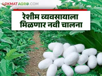 रेशीम व्यवसायाला मिळणार नवी चालना; वनामकृवि आणि सिल्क असोसिएशन ऑफ महाराष्ट्र यांच्यात सामंजस्य करार - Marathi News | Silk business will get a new boost; MoU signed between Vanamkrivi and Silk Association of Maharashtra | Latest News at Lokmat.com
