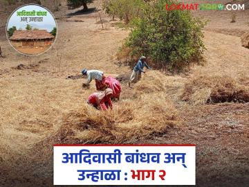 Agriculture News : राब भाजणी म्हणजे काय? आदिवासी बांधव भात, नागलीसाठी भुजणी कशी करतात?  - Marathi News | Latest News Raab Bhajani How do tribal bandhav make Bhujani for rice and nagli | Latest News at Lokmat.com