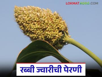 Rabbi Jwari : रब्बी ज्वारीची पेरणी किती तारखेपर्यंत करता येईल, जाणून घ्या सविस्तर - Marathi News | Latest news Rabbi Jwari perani Know the details of till what date Rabi jowar can be sown | Latest News at Lokmat.com Rabbi Jwari : रब्बी ज्वारीची पेरणी किती तारखेपर्यंत करता येईल, जाणून घ्या सविस्तर - Marathi News | Latest news Rabbi Jwari perani Know the details of till what date Rabi jowar can be sown | Latest News at Lokmat.com