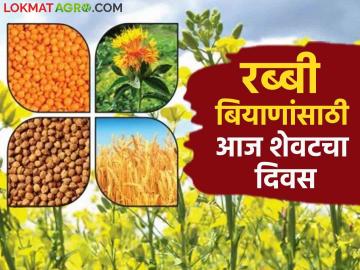 Rabbi seeds : बियाणांच्या मागणीला तांत्रिक अडचणींचा खोडा; ऑनलाईन अर्ज करण्याचा आजचा शेवटचा दिवस - Marathi News | Rabbi seeds: Today is the last day to apply online for rabbi seeds online | Latest News at Lokmat.com