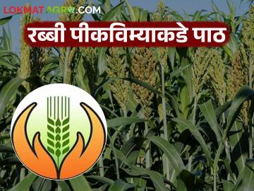Crop Insurance : पीकविमा योजनेला शेतकऱ्यांची पाठ; काय आहे कारण वाचा सविस्तर - Marathi News | latest news Crop Insurance: Farmers support the crop insurance scheme; Read the reason in detail | Latest News at Lokmat.com