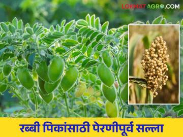 ज्वारी, हरभरा पेरणीचे नियोजन करताय? हे करायला विसरू नका - Marathi News | Planning to sowing of sorghum, gram chick pea? Don't forget to do this | Latest News at Lokmat.com ज्वारी, हरभरा पेरणीचे नियोजन करताय? हे करायला विसरू नका - Marathi News | Planning to sowing of sorghum, gram chick pea? Don't forget to do this | Latest News at Lokmat.com