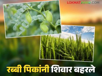 Rabbi Season: रब्बी पिकांनी शिवार बहरले; पोषक वातावरणाने उत्पादन वाढीची अपेक्षा - Marathi News | Rabi Season: Rabi crops have bloomed; Expectations of increased production due to favorable weather | Latest News at Lokmat.com