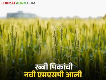 रब्बी पिकांसाठी MSP ला मंजुरी, पहा गहू, हरभऱ्याची MSP किती रुपयांनी वाढली?  - Marathi News | Latest News Approval for MSP for Rabi crops see wheat, harbhara, masur new msp price | Latest News at Lokmat.com