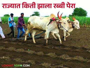 Maharashtra Rabi Perani : यंदा राज्यात रब्बी पेरणी दहा टक्के वाढणार; किती झाली पेरणी - Marathi News | Maharashtra Rabi Perani : Rabi sowing will increase by ten percent in the state this year; How much has been sown? | Latest News at Lokmat.com