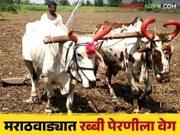 Rabi Season 2024: छत्रपती संभाजीनगर विभागात इतके हेक्टरवर रब्बी पिकांची पेरणी ; या जिल्ह्यांत पेरणी सर्वाधिक - Marathi News | Rabi Season 2024: Sowing of rabi crops on so many hectares in Chhatrapati Sambhajinagar Division; Sowing is highest in these districts | Latest News at Lokmat.com
