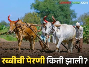 Rabbi Season 2025 : गव्हाची पेरणी 320 लाख हेक्टर क्षेत्रावर, पहा रब्बी पिकांचा पेरणी अहवाल, वाचा सविस्तर - Marathi News | Latest News Rabbi Season 2025 Wheat sowing on 320 lakh hectares, see Rabi crop sowing report, read in detail | Latest News at Lokmat.com