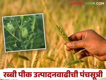 Rabbi Crop Management : रब्बी पिकांचं उत्पादन वाढवायचं, 'ही' पंचसूत्री लक्षात ठेवा!   - Marathi News | Latest news agriculture news Five Formulas for Increasing Rabbi crop Production | Latest News at Lokmat.com