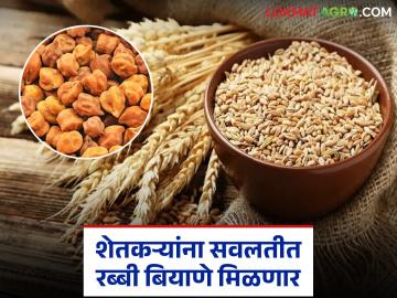 Rabi Season Seeds Scheme : रब्बी हंगामासाठी शेतकऱ्यांना दिलासा; हरभरा व गहू बियाणे सवलतीच्या दरात! - Marathi News | latest news Rabi Season Seeds Scheme: Relief for farmers for the Rabi season; Gram and wheat seeds at discounted rates! | Latest News at Lokmat.com