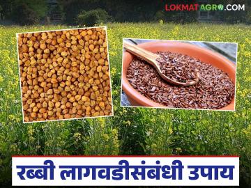 Rabi Crop Advisory : अकोला कृषी विद्यापीठाने कृषी विभागाला दिले रब्बी लागवडीसंबंधी उपाय - Marathi News | latest news Rabi Crop Advisory: Akola Agricultural University gave solutions regarding Rabi cultivation to the Agriculture Department | Latest News at Lokmat.com Rabi Crop Advisory : अकोला कृषी विद्यापीठाने कृषी विभागाला दिले रब्बी लागवडीसंबंधी उपाय - Marathi News | latest news Rabi Crop Advisory: Akola Agricultural University gave solutions regarding Rabi cultivation to the Agriculture Department | Latest News at Lokmat.com