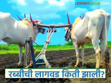 आतापर्यंत रब्बी हंगामात 'या' पिकाची सर्वाधिक लागवड झाली, पहा पीकनिहाय लागवड क्षेत्र - Marathi News | Latest News Rabbi Season Statistics of cultivation carried out in the Rabi season up to December 23 | Latest News at Lokmat.com