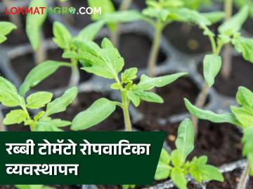 Tomato Crop Management : रब्बी टोमॅटो रोपवाटिका व्यवस्थापन कसे कराल? जाणून घ्या सविस्तर - Marathi News | Latest News Tomato Crop Management How to manage rabbi tomato nursery Know in detail | Latest News at Lokmat.com Tomato Crop Management : रब्बी टोमॅटो रोपवाटिका व्यवस्थापन कसे कराल? जाणून घ्या सविस्तर - Marathi News | Latest News Tomato Crop Management How to manage rabbi tomato nursery Know in detail | Latest News at Lokmat.com