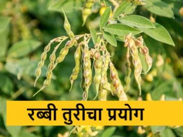 काय सांगताय! रब्बी हंगामातही घेता येणार तुरीचे पीक, वाचा सविस्तर - Marathi News | Latest News Successful experiment of Rabbi Turi in Darwa taluka of Yavatmal district | Latest News at Lokmat.com काय सांगताय! रब्बी हंगामातही घेता येणार तुरीचे पीक, वाचा सविस्तर - Marathi News | Latest News Successful experiment of Rabbi Turi in Darwa taluka of Yavatmal district | Latest News at Lokmat.com