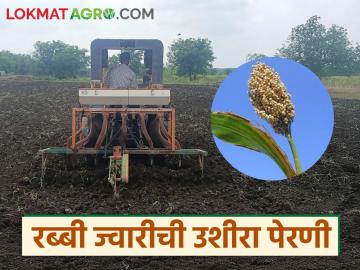 Rabbi Jwari Perani : रब्बी ज्वारी किती तारखेपर्यंत पेरता येईल, उशिरा पेरल्याने काय होतं, वाचा सविस्तर 
