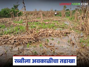 राज्यातील १.१९ लाख हेक्टरवरील पिकांना अवकाळी व गारपिटीचा तडाखा; अजून २ दिवस अवकाळीचे - Marathi News | Crops on 1.19 lakh hectares in the state hit by unseasonal rain and hail; 2 more days of unseasonal rain | Latest News at Lokmat.com