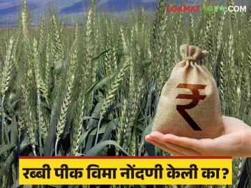 Crop Insurance 2024 : रब्बी पीकविमा अर्ज भरण्यास सुरूवात ; ही आहेत अंतिम तारिख वाचा सविस्तर - Marathi News | Crop Insurance 2024 : Rabi crop insurance applications start; Here are the final dates read in detail | Latest News at Lokmat.com