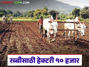 रब्बी हंगामामध्ये बियाणे व इतर बाबींकरिता विशेष मदत पॅकेजमधून हेक्टरी १० हजार रुपये मिळणार - Marathi News | Rs 10,000 per hectare will be available from the special assistance package for seeds and other items during the Rabi season. | Latest News at Lokmat.com