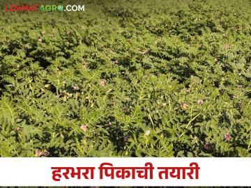 Rabi Season : अर्ध रब्बी हंगामातील ओवा, तुरीची पेरणी हुकली; हरभऱ्याचे नियोजन करावे तरी कसे? वाचा सविस्तर  - Marathi News | Rabi Season : Sowing of ova, turi in half rabi season was missed; How to plan gram? Read in detail  | Latest News at Lokmat.com