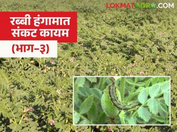 Rabi Crop : हरभऱ्यावर घाटेअळीचा हल्ला; कळी–फुलोऱ्यातील पिके धोक्यात वाचा सविस्तर - Marathi News | latest news Rabi Crop: Barley worm attacks; Bud and flower crops in danger Read in detail | Latest farming-ideas News at Lokmat.com