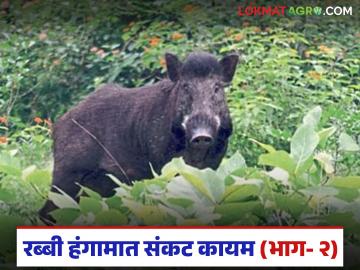 Rabi Crop: बहरलेल्या रब्बी पिकांवर वन्य प्राण्यांचा धुमाकूळ; शेतकरी अस्वस्थ वाचा सविस्तर - Marathi News | latest news Rabi Crop: Wild animals attack blooming Rabi crops; Farmers are worried Read in detail | Latest News at Lokmat.com