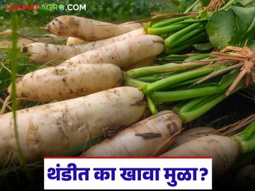 थंडीत मुळा का खावा? त्याचे शरीराला कसे होतात फायदे? जाणून घ्या सविस्तर - Marathi News | Why should you eat radish in winter? What are its benefits for the body? Find out in detail | Latest News at Lokmat.com