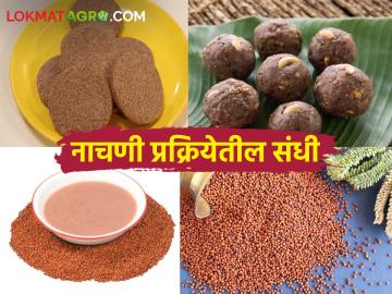 Ragi Processing नाचणी पासून कसे कराल पौष्टिक प्रक्रियायुक्त पदार्थ - Marathi News | How to make nutritious processed food from ragi | Latest agriculture News at Lokmat.com Ragi Processing नाचणी पासून कसे कराल पौष्टिक प्रक्रियायुक्त पदार्थ - Marathi News | How to make nutritious processed food from ragi | Latest agriculture News at Lokmat.com