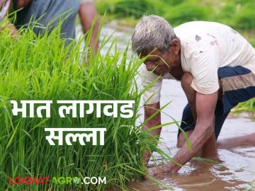 अतिवृष्टी झाली असेल तर भात लागवडीसाठी ही पद्धत ठरेल फायदेशीर; जाणून घ्या सविस्तर - Marathi News | This method will be beneficial for rice cultivation if there has been heavy rainfall; know in detail | Latest News at Lokmat.com