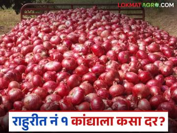 Kanda Bajar Bhav : राहुरी बाजार समितीत १८ हजार गोण्याची आवक; नंबर १ कांद्याला कसा मिळाला दर? - Marathi News | Kanda Bajar Bhav : 18 thousand bags of onions arrived at Rahuri Market Committee; How did the number 1 onion get the price? | Latest News at Lokmat.com