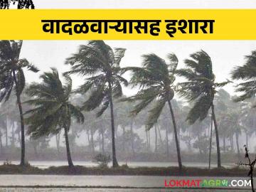 Maharashtra Weather कोकण, मराठवाड्यात यलो अलर्टचा इशारा - Marathi News | Maharashtra Weather Yellow alert warning in Konkan, Marathwada | Latest News at Lokmat.com
