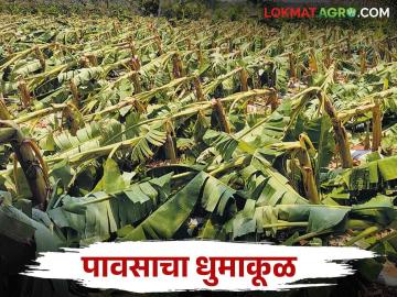 Crop Damage : परतीच्या पावसाने उडविली दाणादाण; शेतकऱ्यांच्या अडचणीत भर - Marathi News | Crop Damage : Returning rain Adding to the problems of farmers | Latest News at Lokmat.com