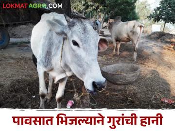 Animal Care नका भिजू देऊ गुरांना पावसात; आजारपणाची साथ घेऊन येईल आर्थिक हानी दारात - Marathi News | Animal Care Don't let cattle get wet in the rain; Illness will bring financial loss | Latest News at Lokmat.com Animal Care नका भिजू देऊ गुरांना पावसात; आजारपणाची साथ घेऊन येईल आर्थिक हानी दारात - Marathi News | Animal Care Don't let cattle get wet in the rain; Illness will bring financial loss | Latest News at Lokmat.com