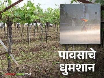 Nashik Rain : नाशिक जिल्ह्यात परतीच्या पावसाचा धुमाकूळ; द्राक्ष बागेला फटका वाचा सविस्तर - Marathi News | Nashik Rain : Return of rain in Nashik district; Read more about the hit to the vineyard | Latest News at Lokmat.com