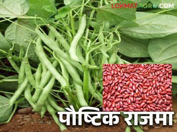 Rajma Cultivation : शेतकऱ्यांचा राजमा पिकाकडे कल वाढतोय; पिकाला चांगला दर मिळण्याची आशा..! - Marathi News | Rajma Cultivation : The trend of farmers towards Rajma crop is increasing | Latest News at Lokmat.com Rajma Cultivation : शेतकऱ्यांचा राजमा पिकाकडे कल वाढतोय; पिकाला चांगला दर मिळण्याची आशा..! - Marathi News | Rajma Cultivation : The trend of farmers towards Rajma crop is increasing | Latest News at Lokmat.com