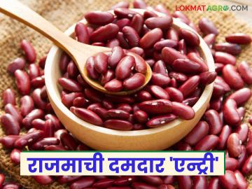 Rajma farming: कमी दिवसात येणारा राजमा जास्त फायद्याचा - Marathi News | Rajma farming: latest news Rajma that comes in a short period of time is more profitable | Latest News at Lokmat.com
