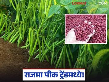 Rajma Cultivation : कमी खर्च, चांगला दर; राजमा पिकाची शेतात जोरदार एंट्री - Marathi News | latest news Rajma Cultivation: Low cost, good price; Rajma crop makes strong entry into the fields | Latest News at Lokmat.com Rajma Cultivation : कमी खर्च, चांगला दर; राजमा पिकाची शेतात जोरदार एंट्री - Marathi News | latest news Rajma Cultivation: Low cost, good price; Rajma crop makes strong entry into the fields | Latest News at Lokmat.com