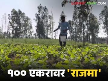 कांदा पट्ट्यात 100 एकरांवर राजमा, एकरी बारा हजार खर्च अन् दीड लाखांचे उत्पन्न, वाचा सविस्तर - Marathi News | Latest News Rajma on 100 acres in the onion belt, cost of 12 thousand per acre and income of 1.5 lakh, read in detail | Latest News at Lokmat.com कांदा पट्ट्यात 100 एकरांवर राजमा, एकरी बारा हजार खर्च अन् दीड लाखांचे उत्पन्न, वाचा सविस्तर - Marathi News | Latest News Rajma on 100 acres in the onion belt, cost of 12 thousand per acre and income of 1.5 lakh, read in detail | Latest News at Lokmat.com