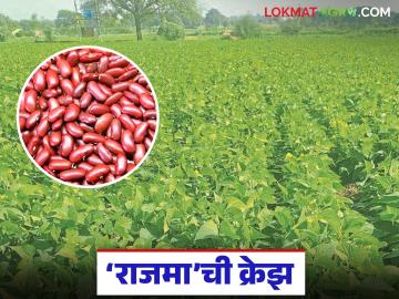 Rajma Cultivation : जमिनीचा पोत सुधारतोय; राजमाने दिला शेतकऱ्यांना नवा आधार - Marathi News | latest news Rajma Cultivation: Soil texture is improving; Rajma has given new support to farmers | Latest News at Lokmat.com