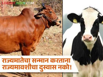 देशी गाईंशी संकरित गाईंचा तुलनात्मक अभ्यास होणे काळाची गरज - Marathi News | A comparative study of hybrid cows with native cows is the need of upcoming days | Latest News at Lokmat.com