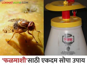 Amba Fal Mashi : आंब्यातील फळमाशीचा प्रादुर्भाव रोखण्यासाठी करा एकदम कमी खर्चाचा सोपा उपाय - Marathi News | Amba Fal Mashi : To prevent the infestation of fruit flies in mangoes, follow this simple and low-cost solution | Latest News at Lokmat.com