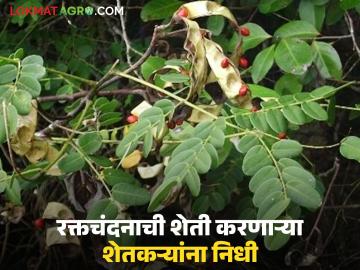 रक्तचंदनाच्या शेतकऱ्यांसाठी 55 लाख रुपयांचा निधी जारी, कशी असते रक्तचंदनाची शेती?  - Marathi News | Latest News Raktachandan Sheti Fund of Rs 55 lakh released for sandalwood farmers of tamilnadu | Latest News at Lokmat.com