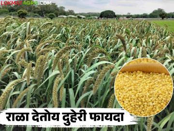 Rala Crop Farming : खडकाळ जमिनीत लाखोंचा नफा; राळा ठरतोय शेतकऱ्यांचा ‘स्मार्ट’ पर्याय - Marathi News | latest news Rala Crop Farming: Profits worth lakhs in rocky soil; Rala is becoming a ‘smart’ option for farmers | Latest News at Lokmat.com Rala Crop Farming : खडकाळ जमिनीत लाखोंचा नफा; राळा ठरतोय शेतकऱ्यांचा ‘स्मार्ट’ पर्याय - Marathi News | latest news Rala Crop Farming: Profits worth lakhs in rocky soil; Rala is becoming a ‘smart’ option for farmers | Latest News at Lokmat.com
