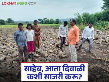 अतिवृष्टीने उद्ध्वस्त संसार: रामकलाबाईंचा टाहो 'साहेब, आता दिवाळी कशी साजरी करू?' - Marathi News | latest news The world is devastated by heavy rains: Ramkalabai's lament; 'Saheb, how will we celebrate Diwali now?' | Latest News at Lokmat.com