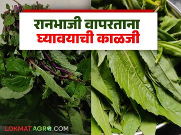 Ranbhaji : आरोग्यदायी रानभाज्यांची रेलचेल, रानभाजी बनवतांना 'या' गोष्टी लक्षात ठेवा! - Marathi News | Latest News Ran bhaji Recipe keep these things in mind when preparing ranbhaji | Latest News at Lokmat.com Ranbhaji : आरोग्यदायी रानभाज्यांची रेलचेल, रानभाजी बनवतांना 'या' गोष्टी लक्षात ठेवा! - Marathi News | Latest News Ran bhaji Recipe keep these things in mind when preparing ranbhaji | Latest News at Lokmat.com