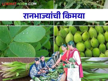 Ranbhaji : यंदा आरोग्यदायी रानभाज्यांना आले सुगीचे दिवस गणेशोत्सवात वाढली मागणी - Marathi News | Ranbhaji: This year, the demand for healthy wild vegetables has increased during Ganeshotsav | Latest News at Lokmat.com